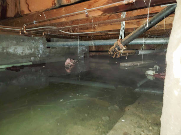 Best Water damage cleanup near me  in Cheney, WA
